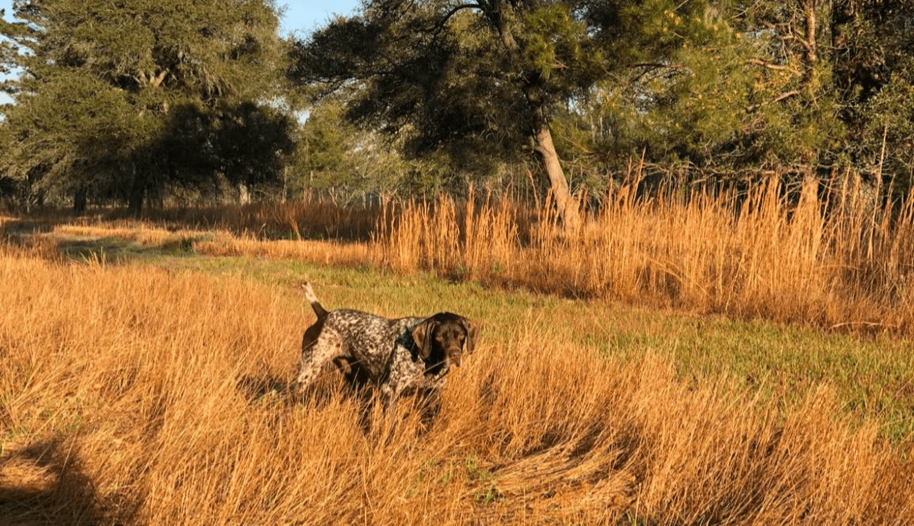 Oconee River Lodge - Trophy Hunting