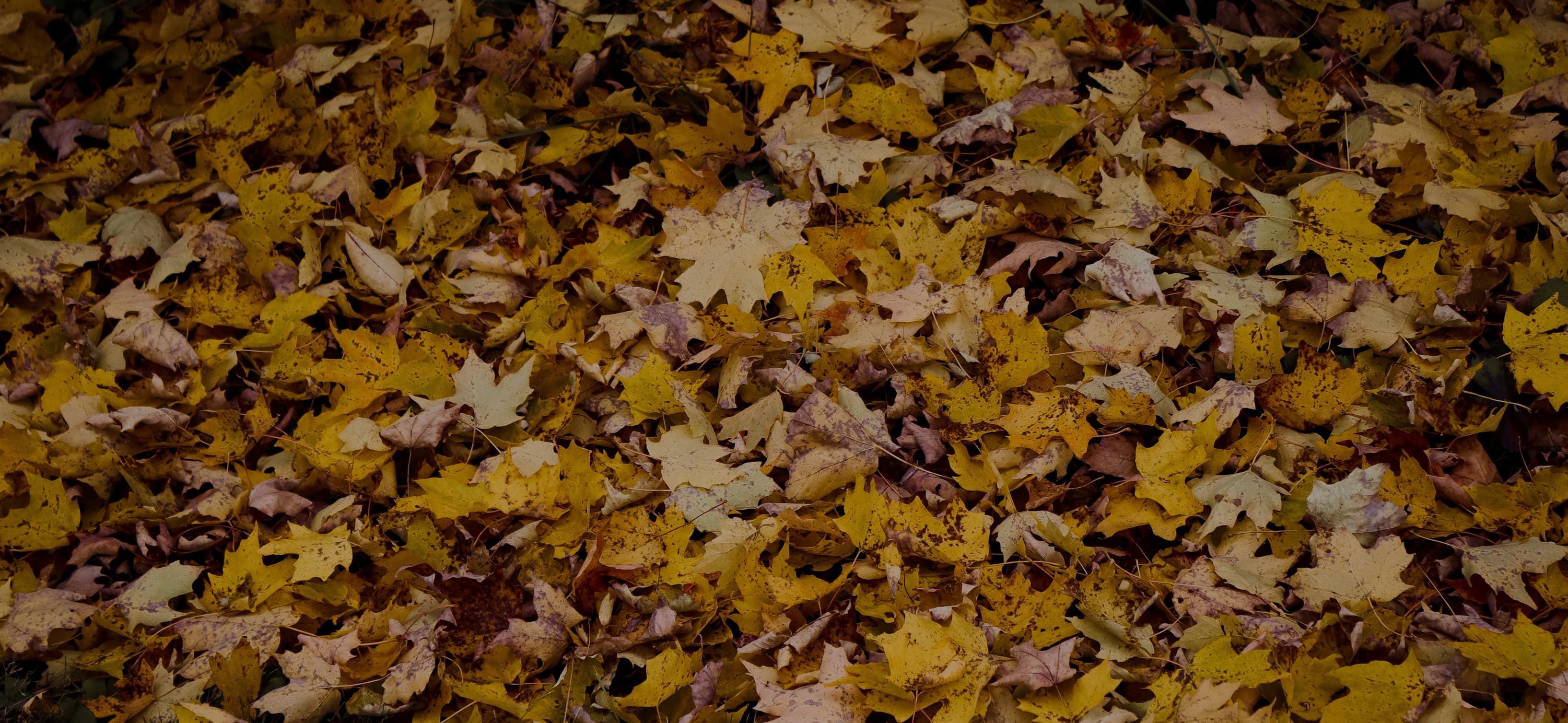 Testimonials background