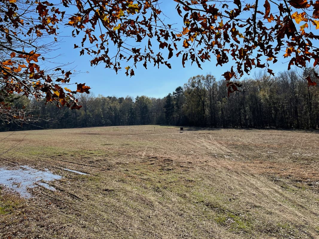 Bird Hunting at Oconee River Lodge