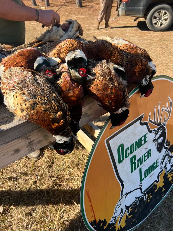 PHEASANT HUNTING