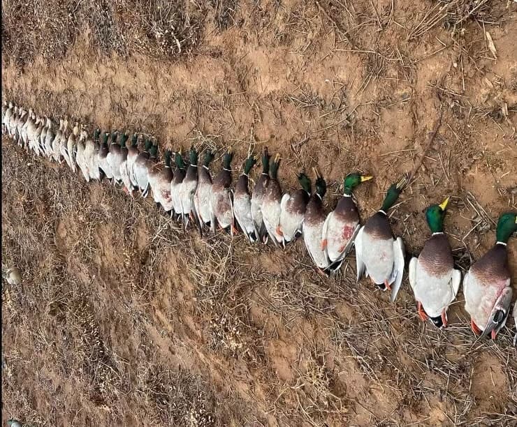 Duck hunting success 3