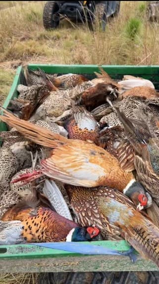 Pheasant hunting 2