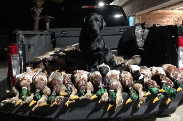 DUCK HUNTING