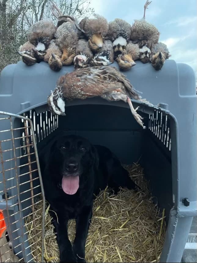 Quail hunting 2