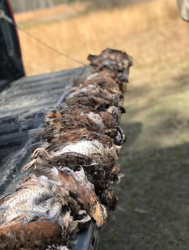 Quail hunting 1