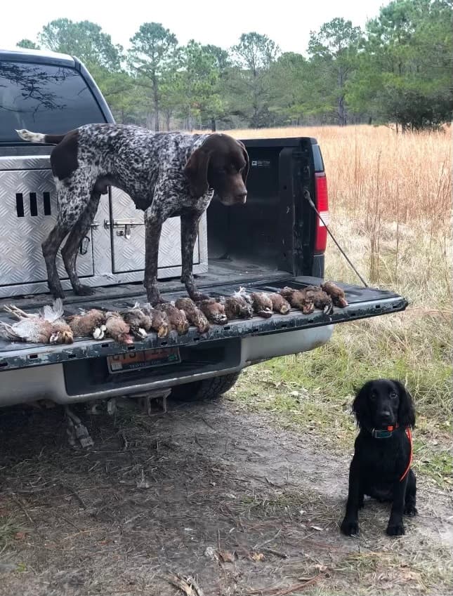 QUAIL HUNTING